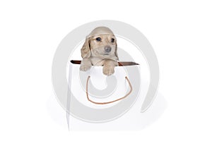 One blonde longhaired  Dachshund dog pup in a shoppingbag isolated on a white   background photo