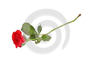 one bloom red rose isolated on white