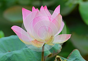 One Bloomed Pink Lotus flower.