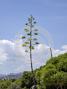 Blooming agave near Torre di Porto Corallo, Sardinia