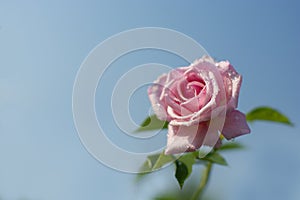One blooming beautiful pink rose with blue sky garden background, Souvenir de la Malmaison