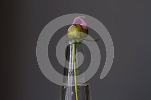One blooming bud of a pink delicate isolated peony with green leaves in a glass vase with water on a gray background.