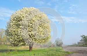 One blooming cherry tree