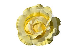 One blooming flower of delicate yellow rose isolated on white background. Close-up. Element of design.