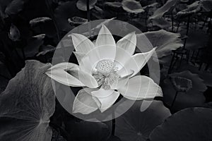 One blooming lotus flower in monochrome black and white grayscale