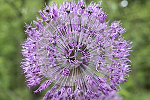 One blooming ornamental onion  Allium suworowii . Closeup