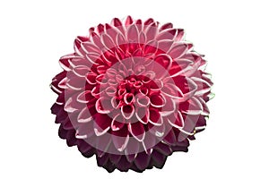 One blooming of pink dahlia flower isolated on white background. Close-up. Element of design.