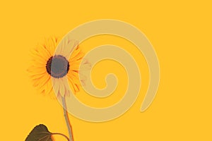 One blooming sunflower on a yellow background.