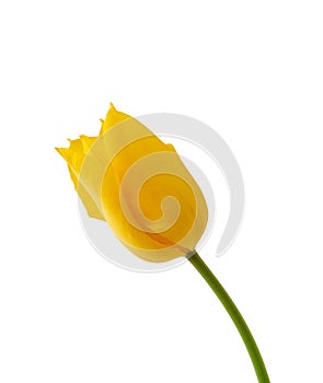 One blooming yellow tulip with green stem isolated on white background
