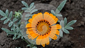 One blossomed orange flower Gazania Linearis photo