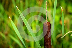 One blossoming marsh cane