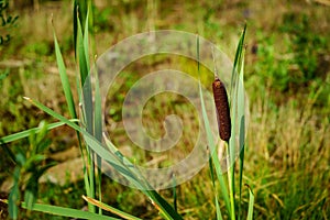 One blossoming marsh cane