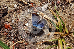 One blue butterfly Phengaris teteius sitting on sang wits some grass and limestone parts photo