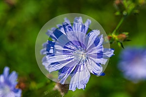 One blue chicory flower in the meadow