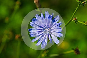 One blue chicory flower in the meadow