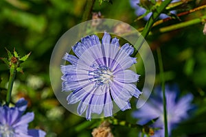 One blue chicory flower in the meadow