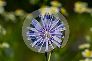One blue chicory flower in the meadow