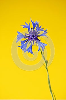 One blue cornflower in front yellow background. Interior botanical objects. Isolated summer flowers. Isolated wildflower botanical