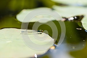 One blue damselfly sitting on a waterlily leaf in a pond, macro close-up