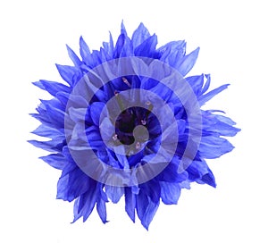 One blue flower