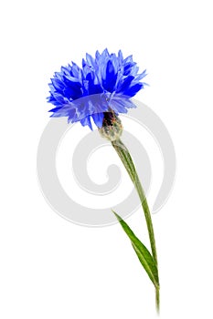 One blue flower