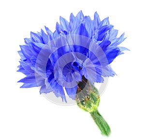 One blue flower