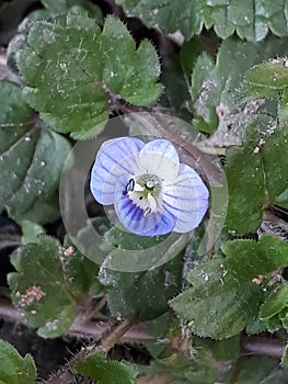 One blue flower