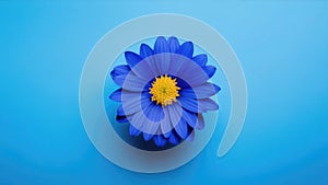 One blue flower on blue monochrome background. Copy space, place for text, empty space. View from above.