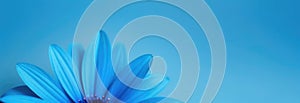 One blue flower on blue monochrome background. Copy space, place for text, empty space. View from above. Banner