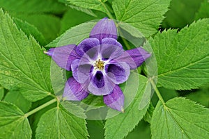 One blue flower bud among green leaves