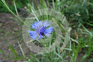 One blue flower of Centaurea cyanus