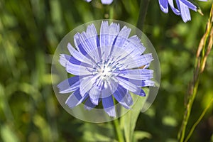 One blue flower of chicory Cichorium on a background of foliage, background wallpaper. Natural coffee substitute, chicory ordinary