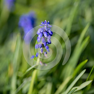 One blue flower in the grass.