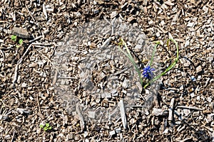 One blue flower grows on the empty ground