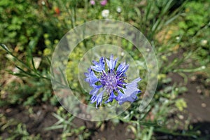 One blue flower head of Centaurea cyanus