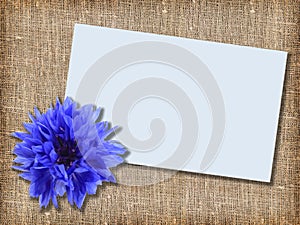 One blue flower with message-card