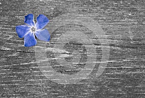 One blue flower on a wooden table.