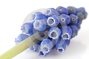 One blue grape hyacinth