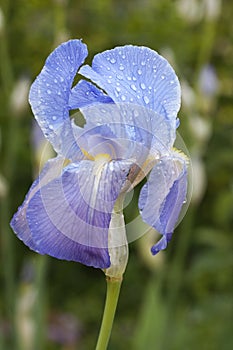 One blue iris