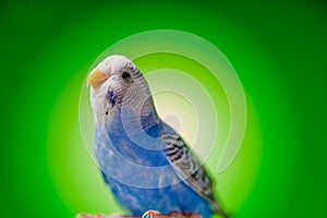 One blue parrot budgies