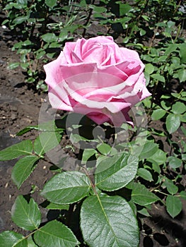One blue rose flower 'Blue Parfum'