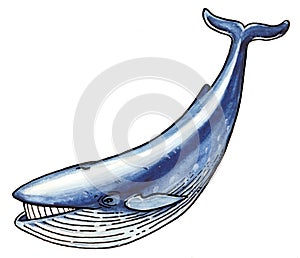 Uno blu balena 