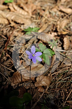 One Blue, Wild Flower in the Forest.