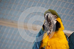 One blue and yellow Macaw - close-up