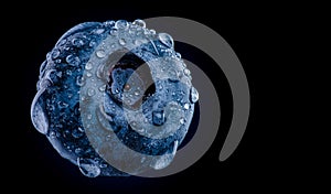 One blueberry covered with water drops isolated on black background. Antioxidant concept photo