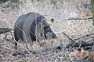 One boar in the forest photo