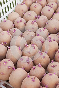 One boxes with of seed potatoes