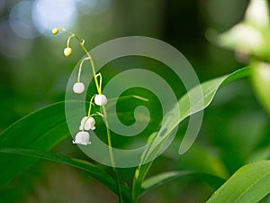 One branch blooming lily of the valley