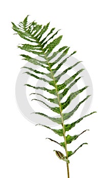 One branch of fernery.