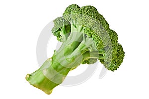 One branch of fresh green broccoli isolated on white background without shadow